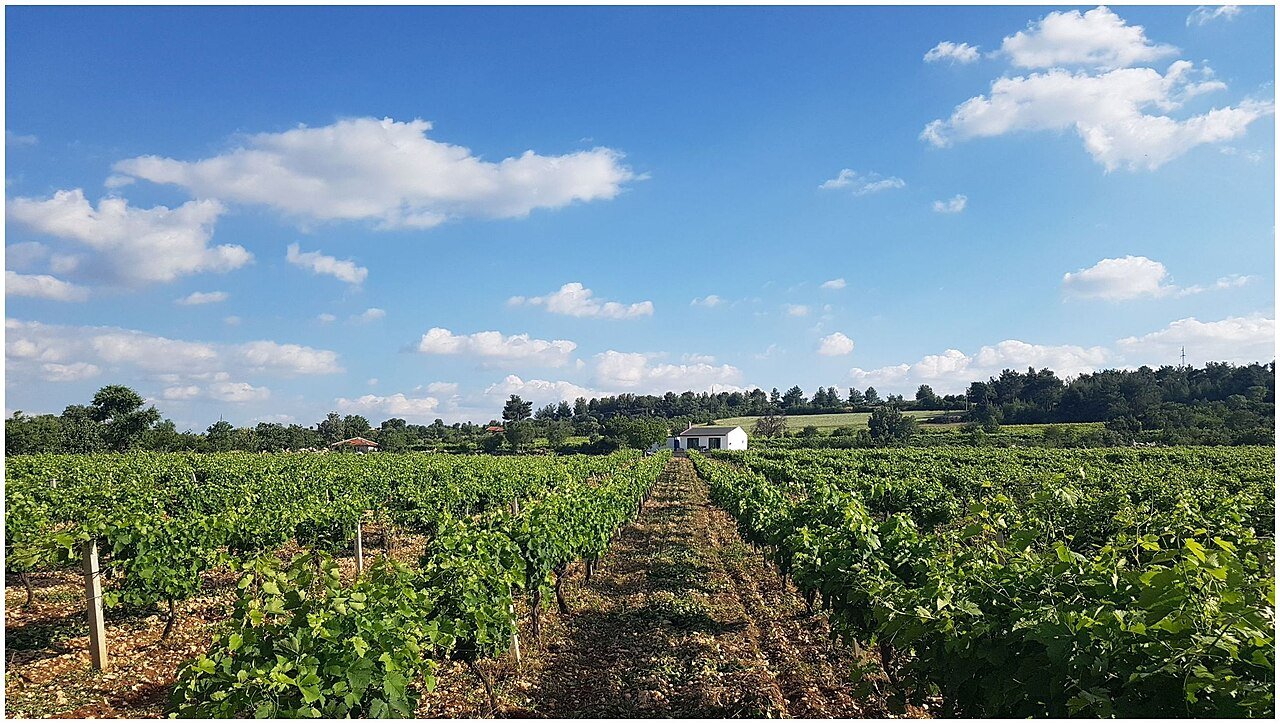 Rows of vines on a sunny hillside in Denizli province, Turkey